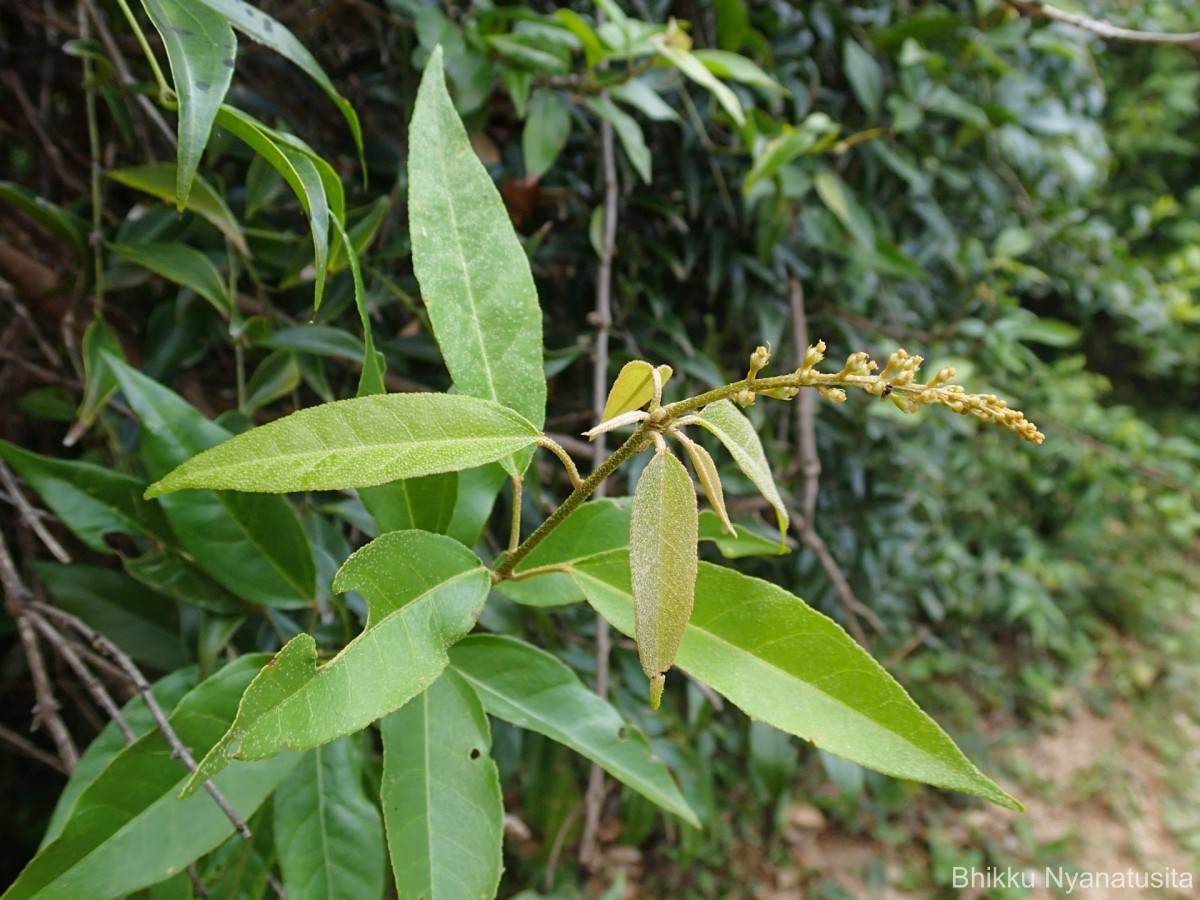 Croton tiglium L.